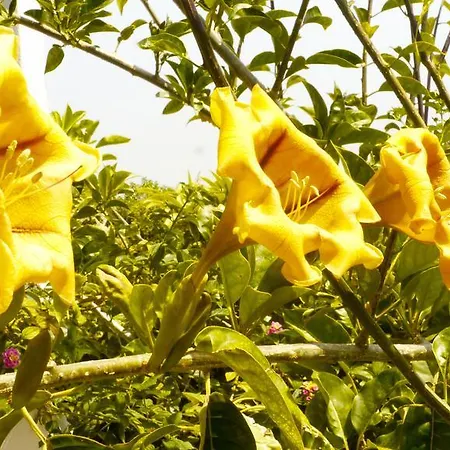 Casa Dos Mangues Летний дом