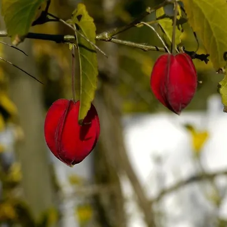 Casa Dos Mangues Летний дом Сан-Мартинью-ду-Порту